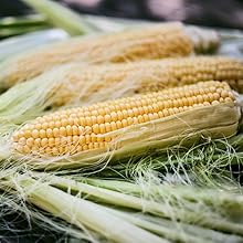 corn