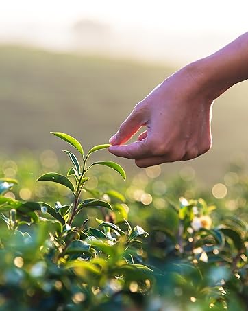 hand grabbing plant