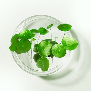 Centella Asiatica Extract