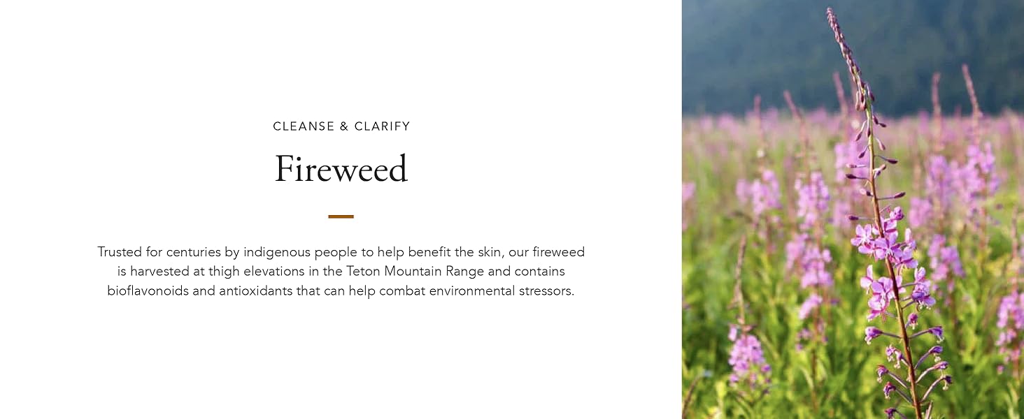 Fireweed