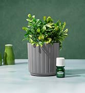freshner difusers perfume vaporizer dispenser calm self relaxing mint therapy waterless aromas fresh