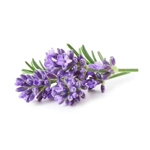 Experience natural magnesium relief for sleep and muscle tension with our calming magnesium lotion.