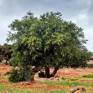 argan oil tree