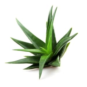 Relieve restless legs syndrome with our magnesium cream enriched with shea butter and aloe vera.