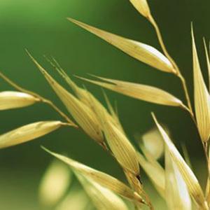 Active Naturals Colloidal Oatmeal