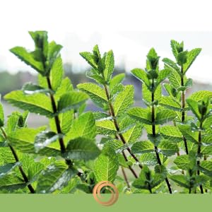 Menthol, Calendula Officinalis, Arnica Montana, Shea Butter, Glycerin, MSM, Boswellia, Aloe Vera