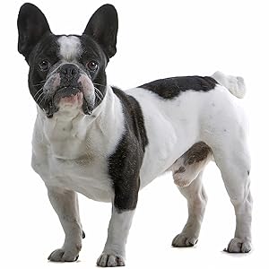 french bulldog standing