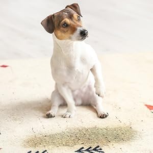 carpet cleaner for pet dirts