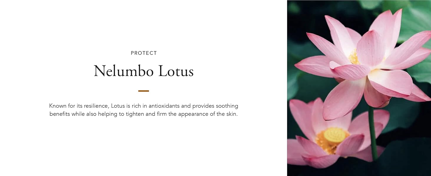 Nelumbo lotus