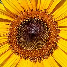 aa
