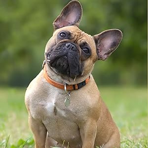 french bulldog in field