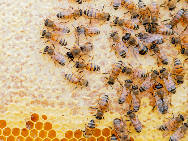The well-being of the bees is our top priority, so we never overharvest.