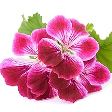 geranium 