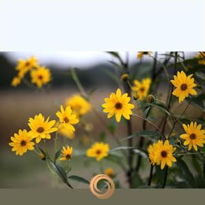 Arnica Montana, Aloe Vera, Boswellia, Calendula Officinalis, Menthol, Glycerin, MSM, Shea Butter