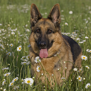 german shepherd laying down in a field of flowers