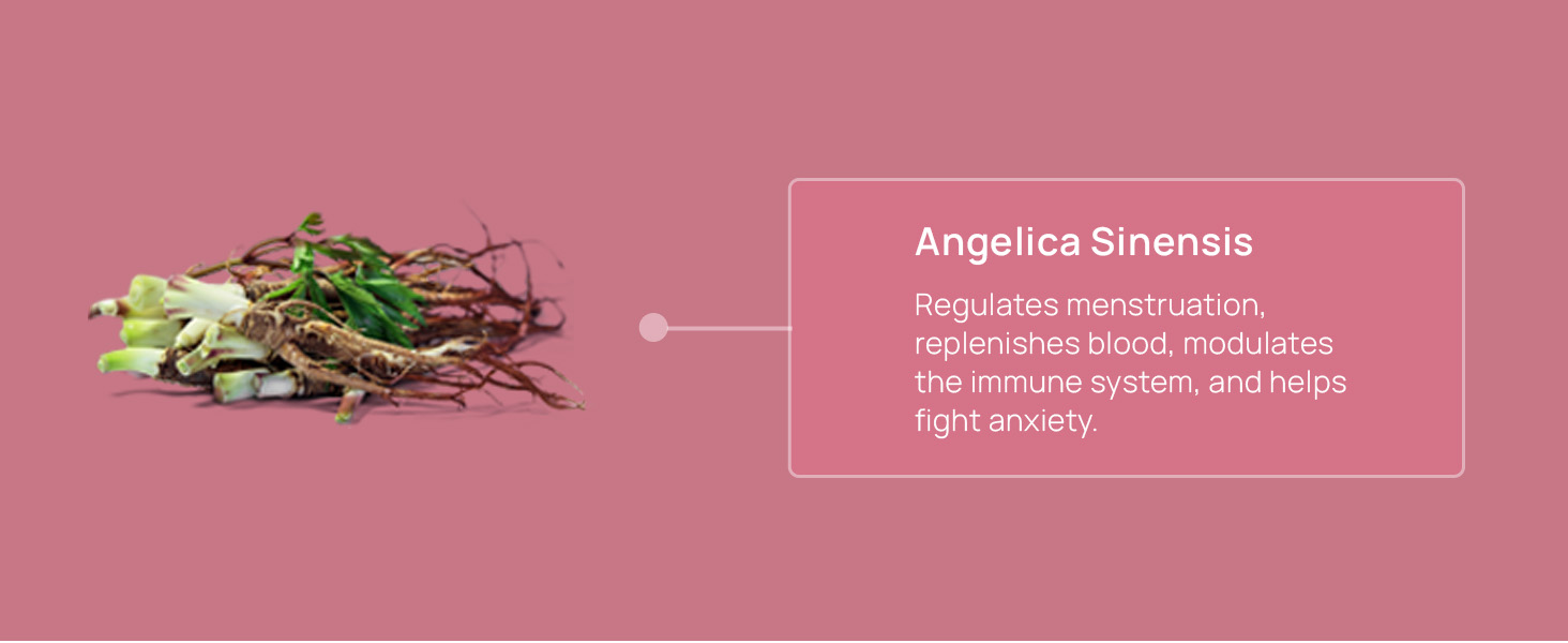 Angelica Sinensis