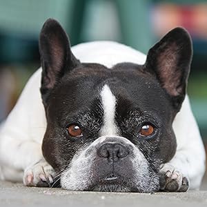 french bulldog head shot