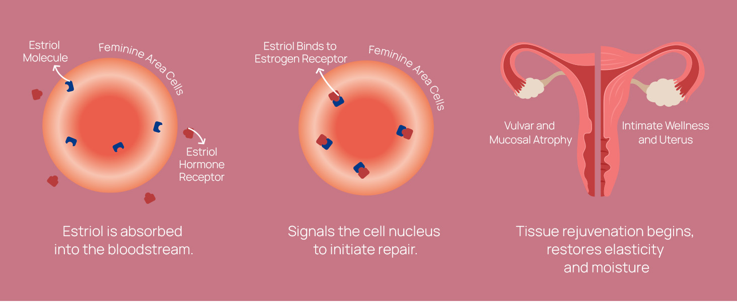 How estriol works: absorption, receptor binding, and restoring elasticity and moisture.