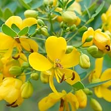 Cassia Angustifolia Seed Extract