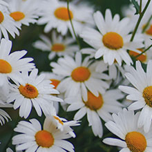 Camomile Oil