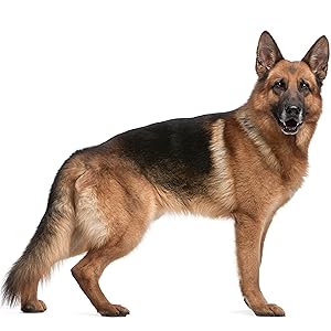 German Shepherd Standing Tall