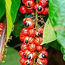 Guarana frui hanging, ‍native brazilian fruit, ⁣green ⁢leaves, red and black seeds