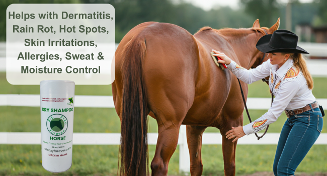 horse in a field with a woman brushing his side, tube of sit stay forever dry shampoo for horse
