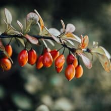 Rosehip