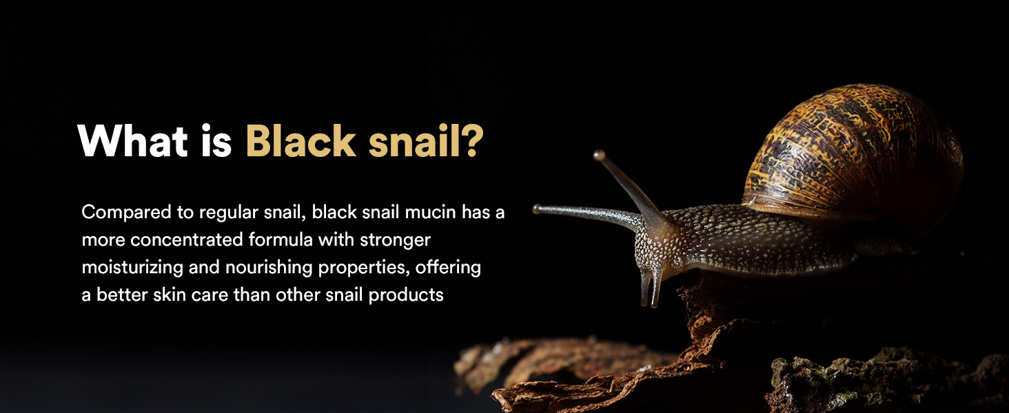 What is Black snail?