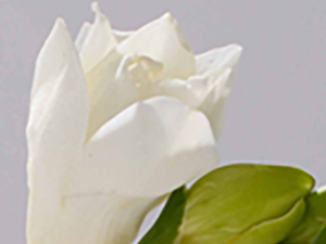 Freesia
