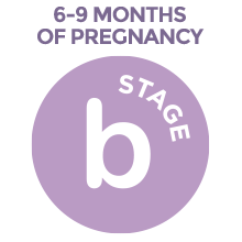 stage b pregnancy 6- 9 months