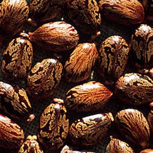 Castor Oil Nuts