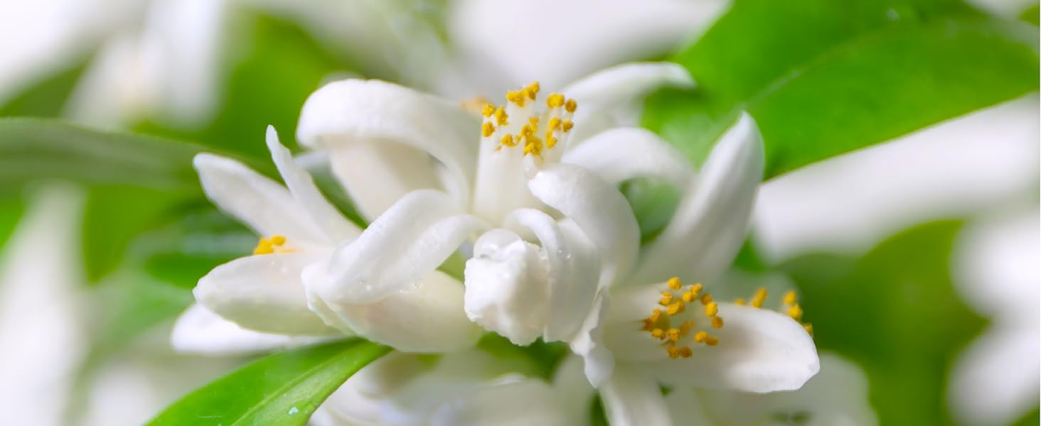 Neroli