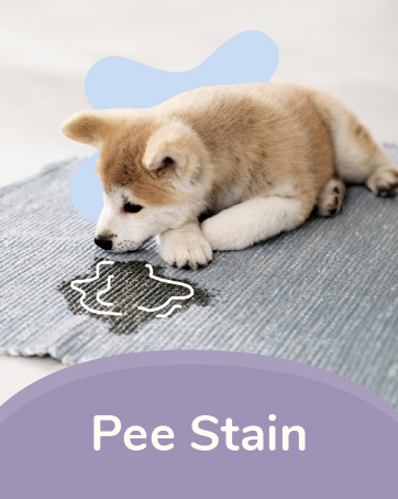 pee stain