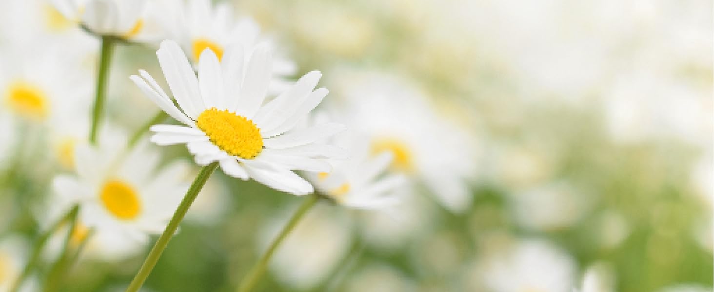 German chamomile