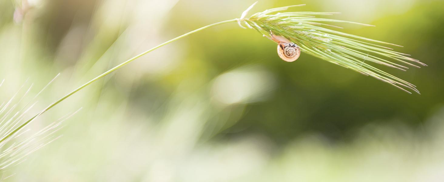 snail1