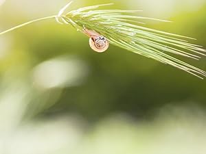 snail1