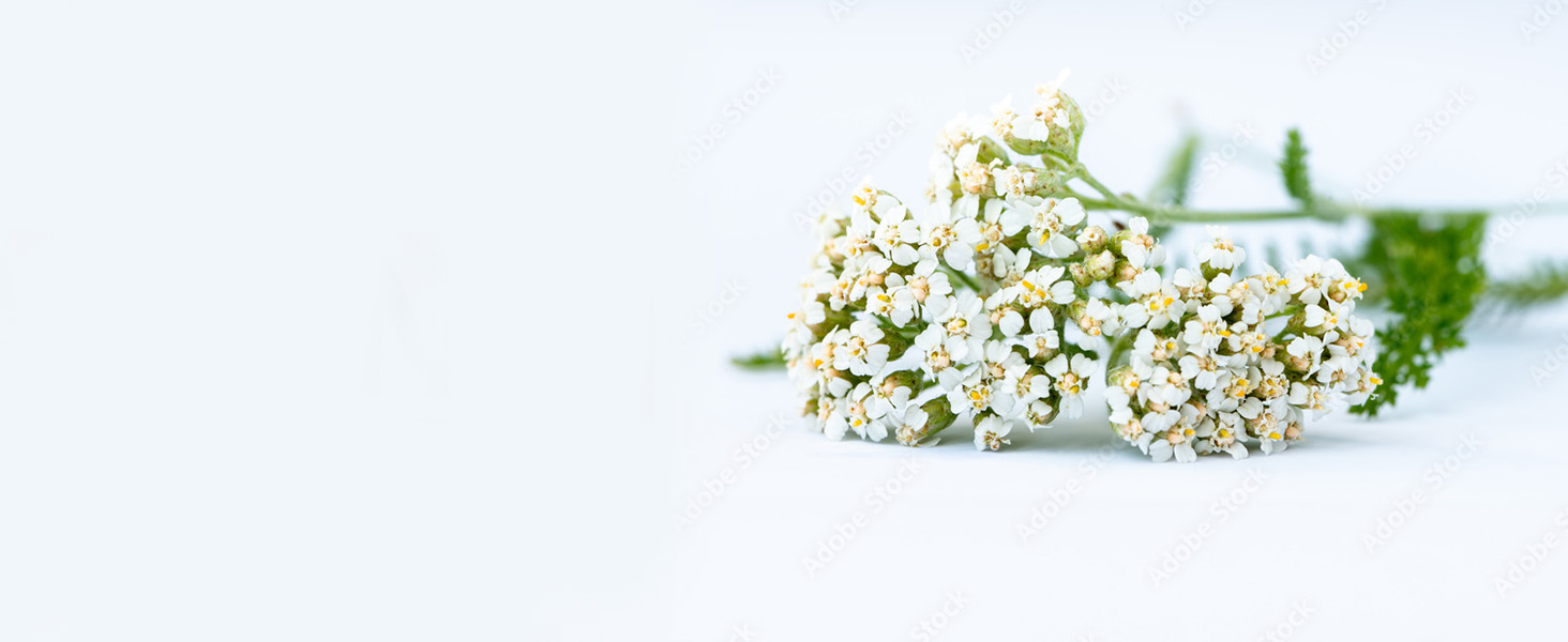 yarrow