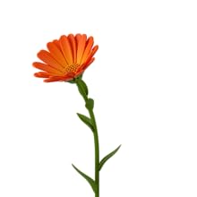 Calendula