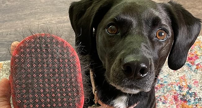 black dog with red brush with hair in it