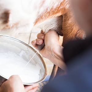 Milking goats