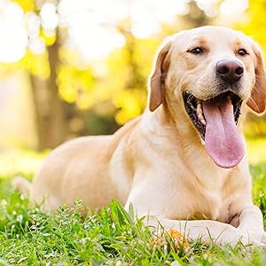 burts bees pet
