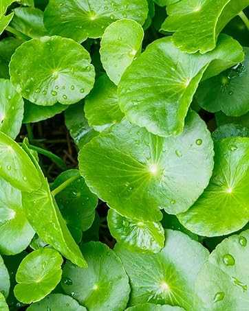 centella asiatica cica