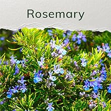 ROSEMARY