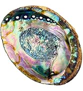 Hand Selected Abalone Shell, 6 Inches or Larger. Perfect for Holding Incense, Trinkets, and More
