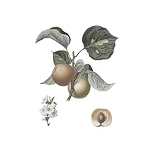 Apricot