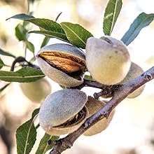 Sweet Almonds