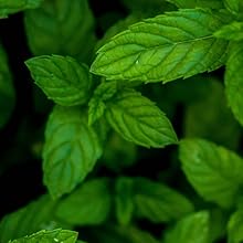 Peppermint Leaf