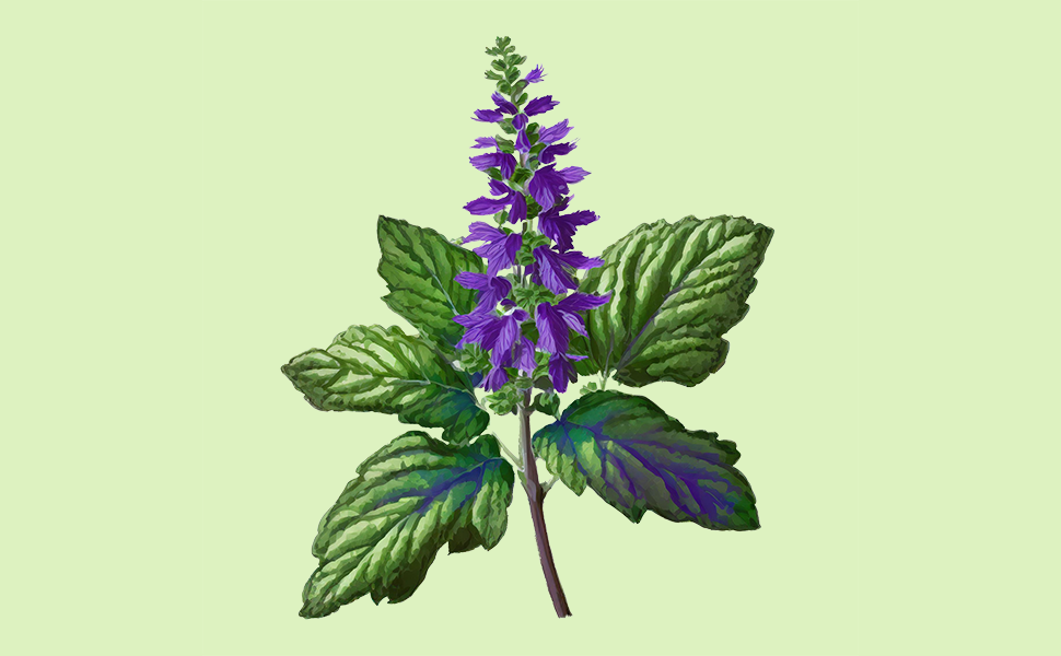 Beautifully Dark: Deep, natural patchouli; earthy, woody, calming, and unconventional