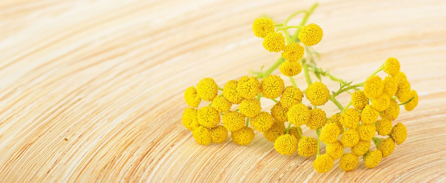 Immortelle